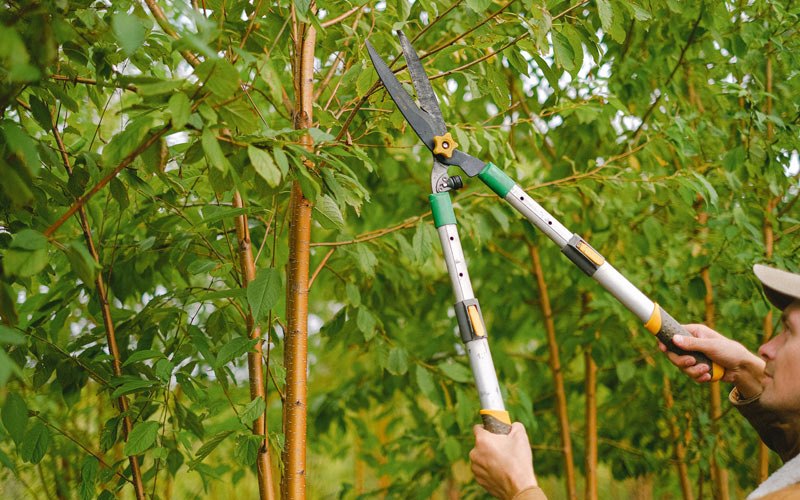 Tree trimming in Flatwoods, KY